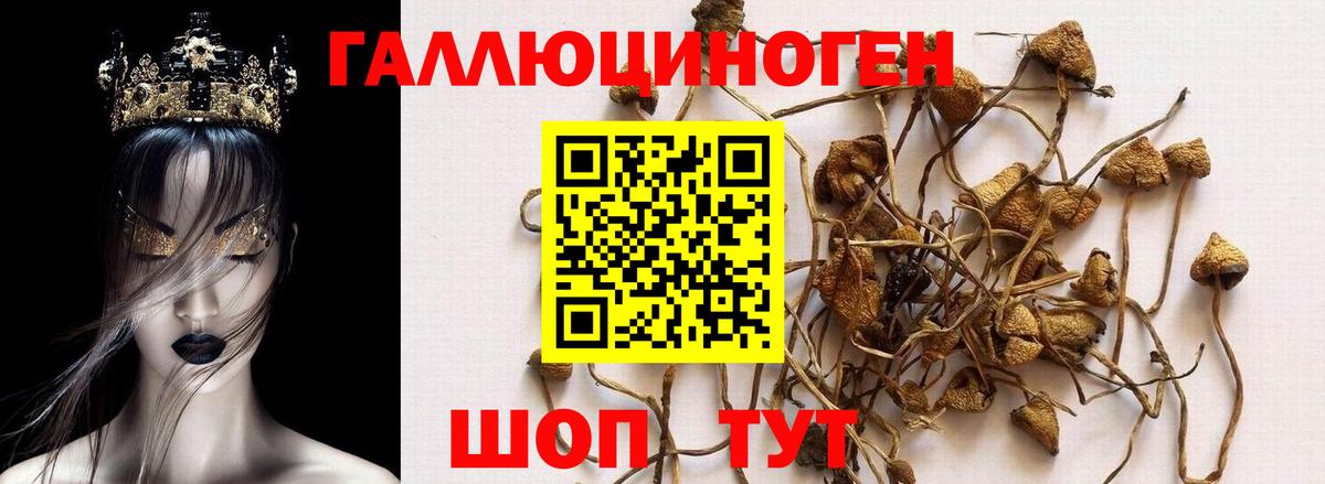 Псилоцибиновые грибы Psilocybine cubensis  Вход с VPN  Черемхово  где купить наркоту  Псилоцибиновые грибы мицелий 