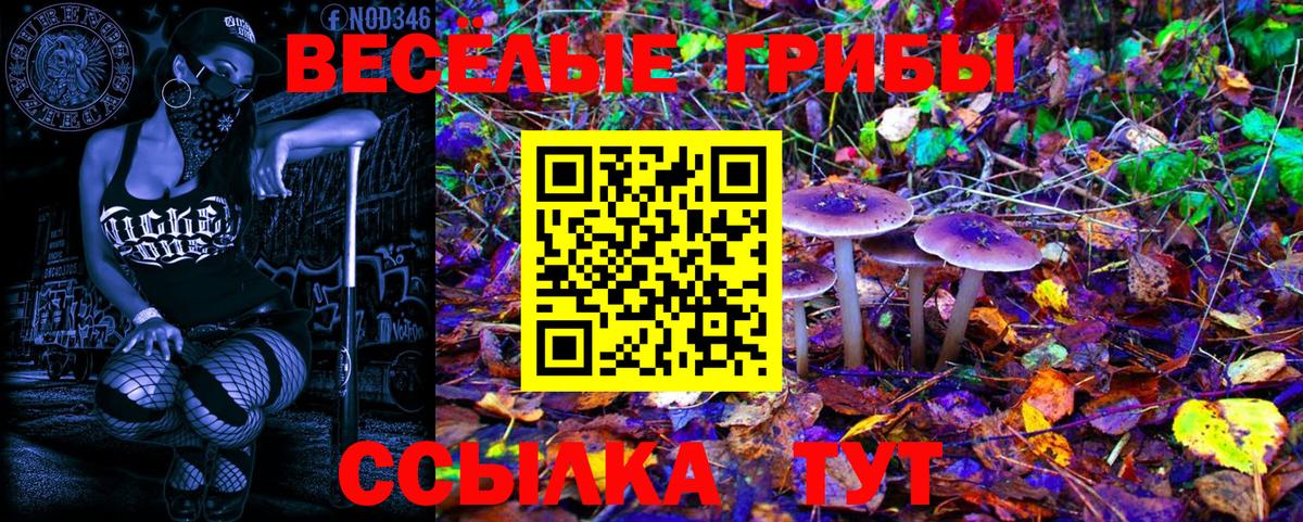 Галлюциногенные грибы Psilocybe Черемхово